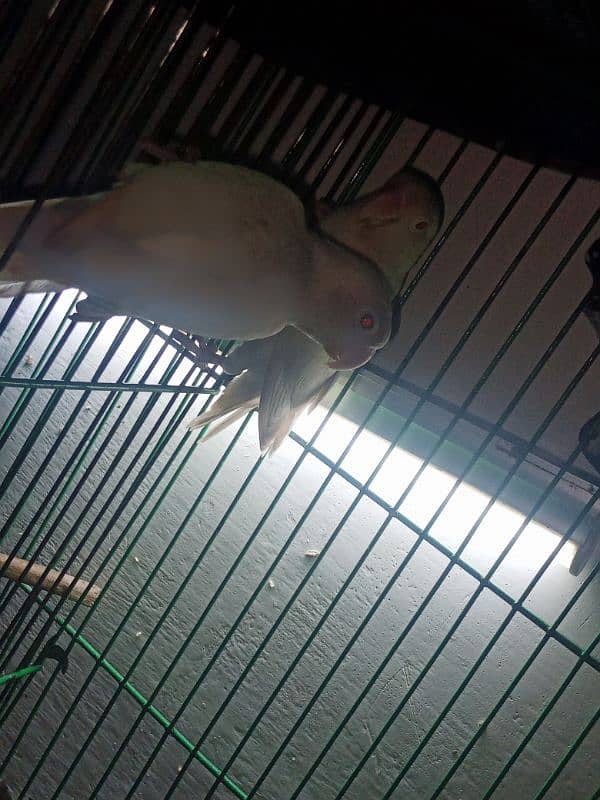 love bird for sale healthy and active for sale on rs 7500 3