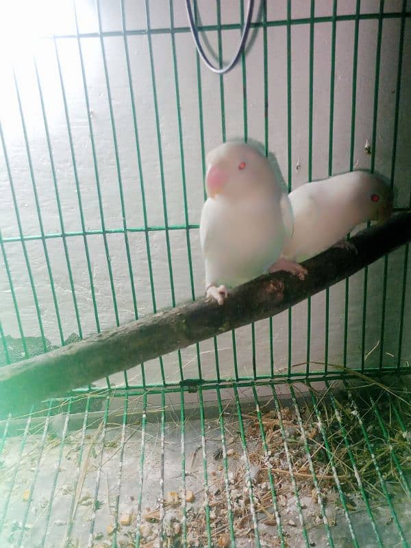 love bird for sale healthy and active for sale on rs 7500 4