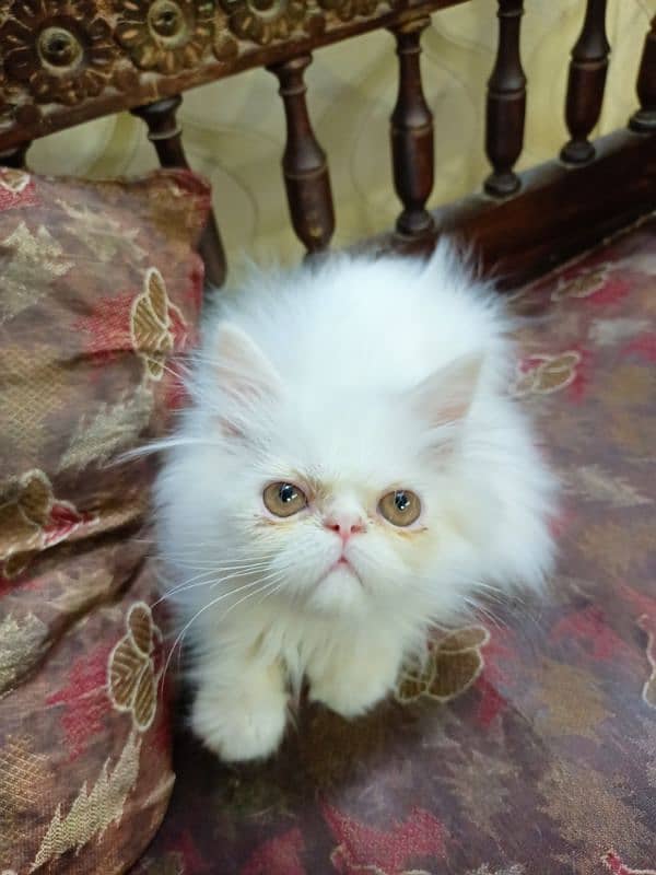 Peke face Male kitten 1