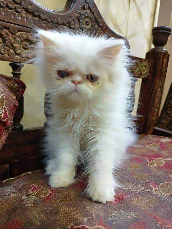 Peke face Male kitten 2