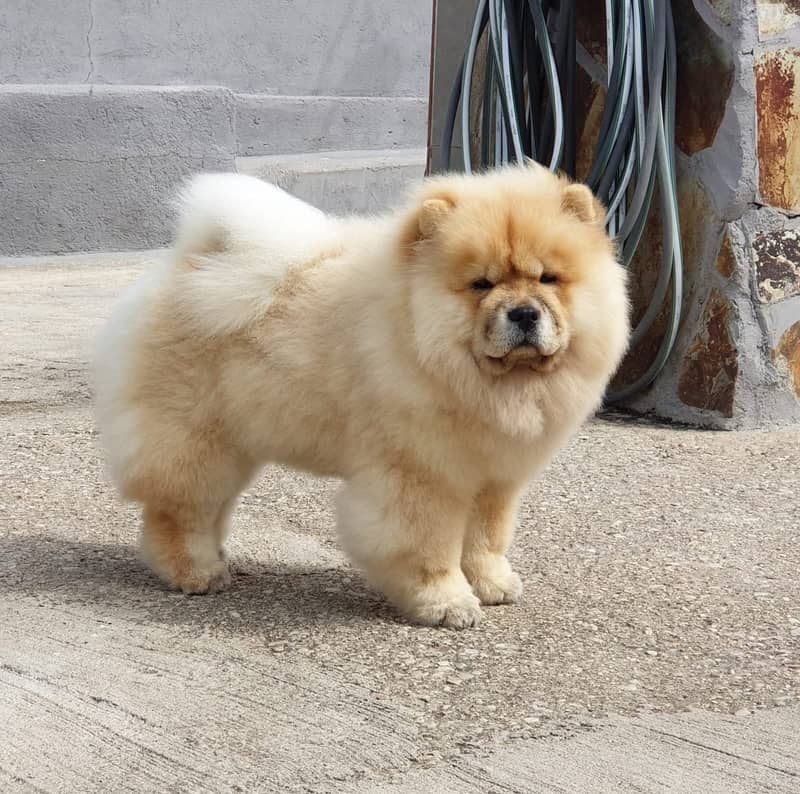 Chow chow Puppy for sale 0