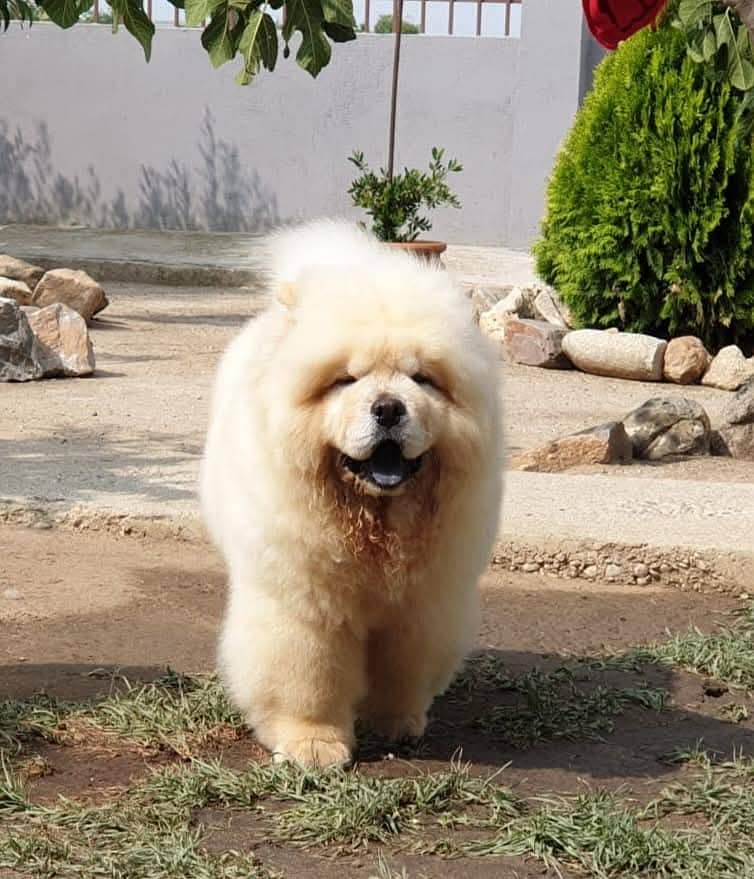 Chow chow Puppy for sale 1