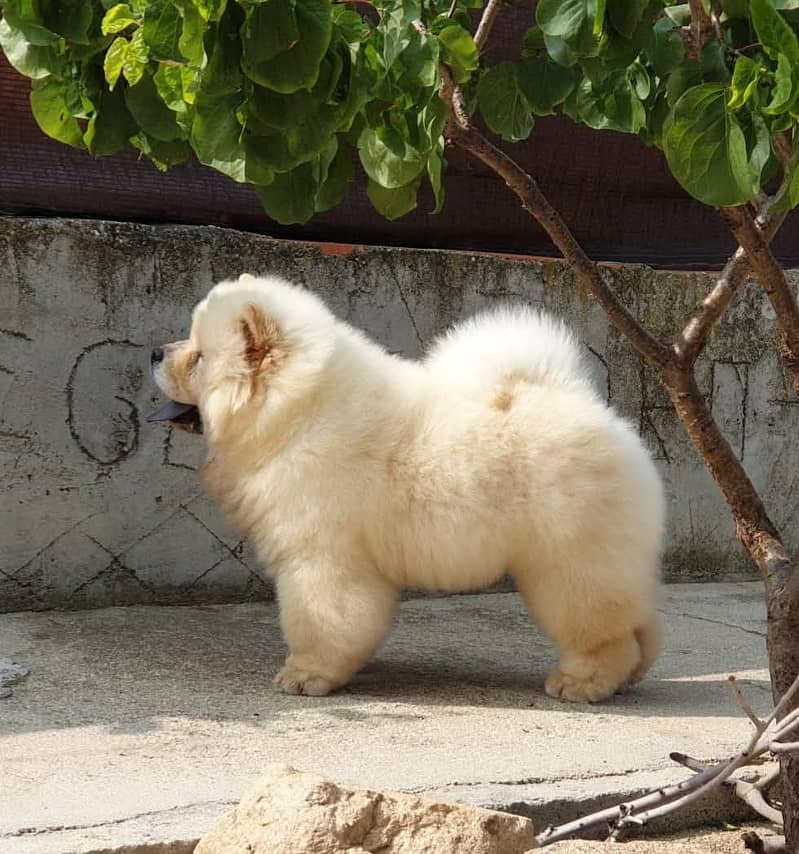 Chow chow Puppy for sale 2