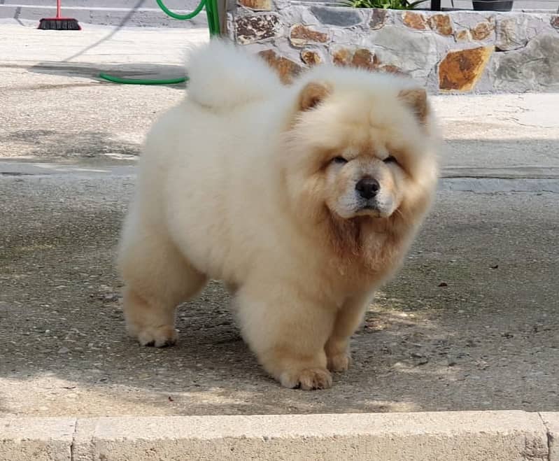 Chow chow Puppy for sale 3