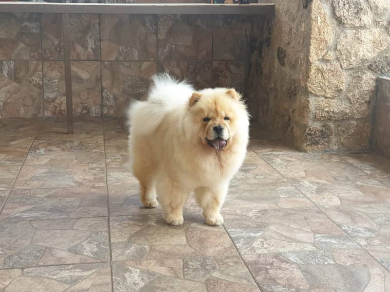 Chow chow Puppy for sale 4