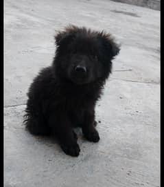 Black Shepherd Long Court Female