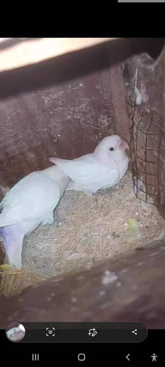 Love bird breeder pair for sale Plus Eggs 