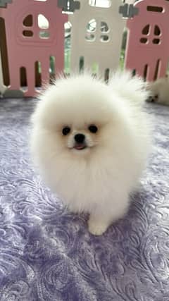 teacup pomeranian Puppy for sale | high quality Dog