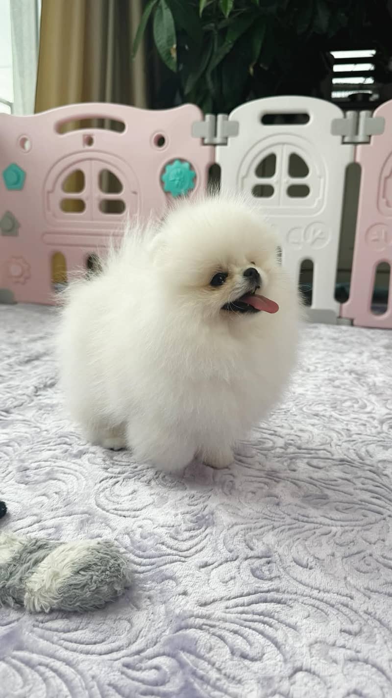 teacup pomeranian Puppy for sale | high quality Dog 1