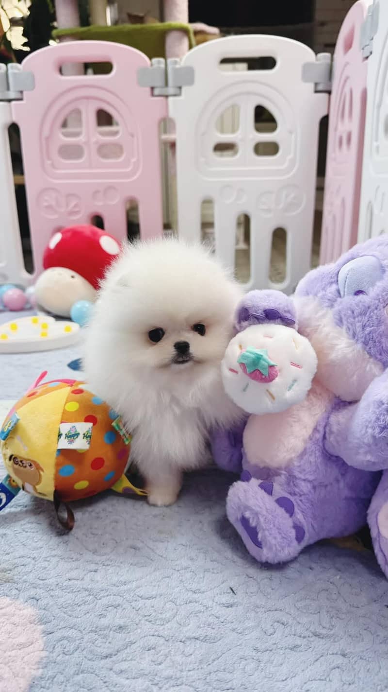 teacup pomeranian Puppy for sale | high quality Dog 3