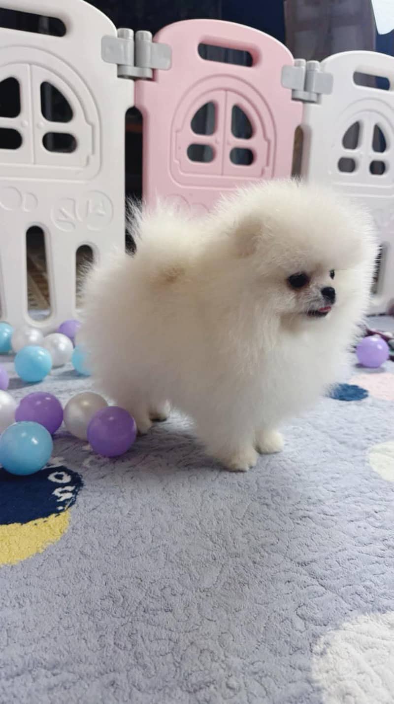 teacup pomeranian Puppy for sale | high quality Dog 4