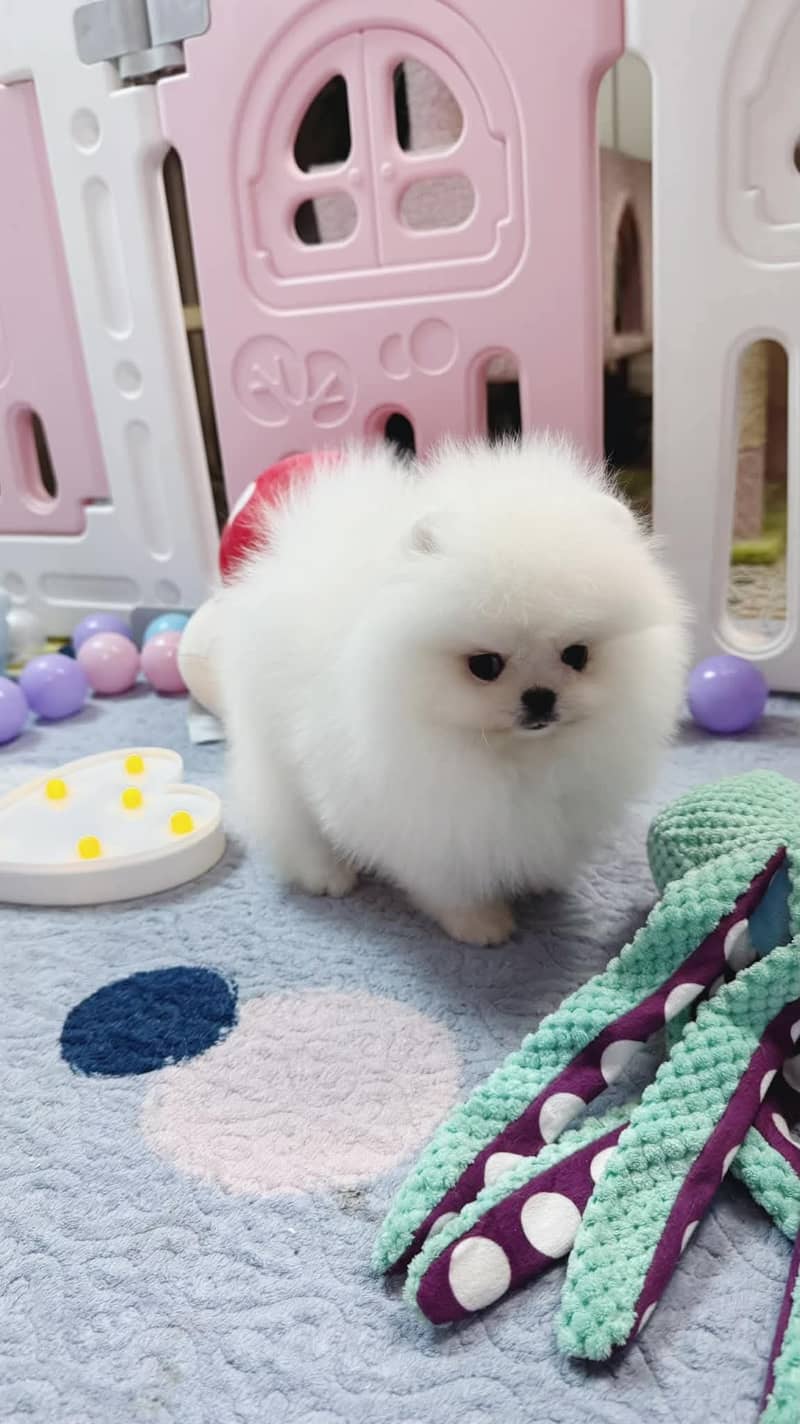 teacup pomeranian Puppy for sale | high quality Dog 5