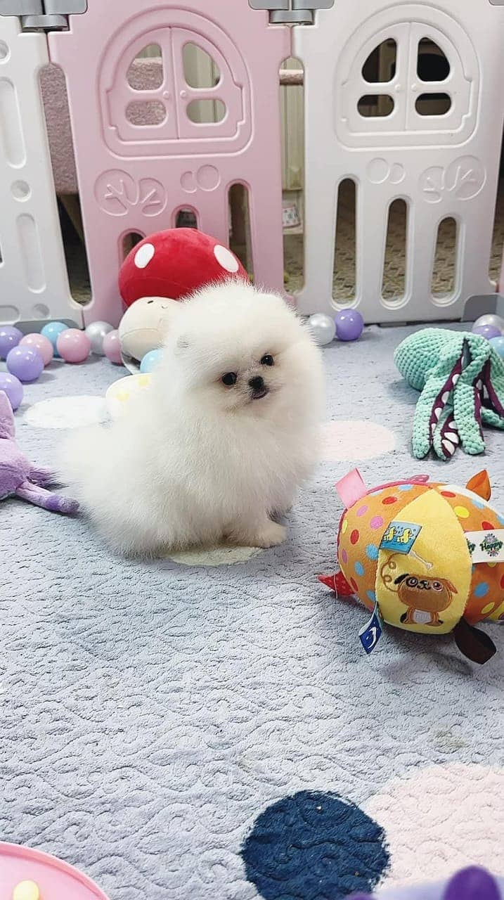 teacup pomeranian Puppy for sale | high quality Dog 6