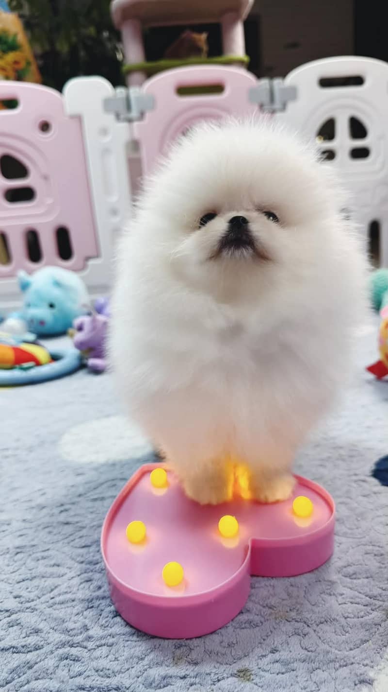 teacup pomeranian Puppy for sale | high quality Dog 7