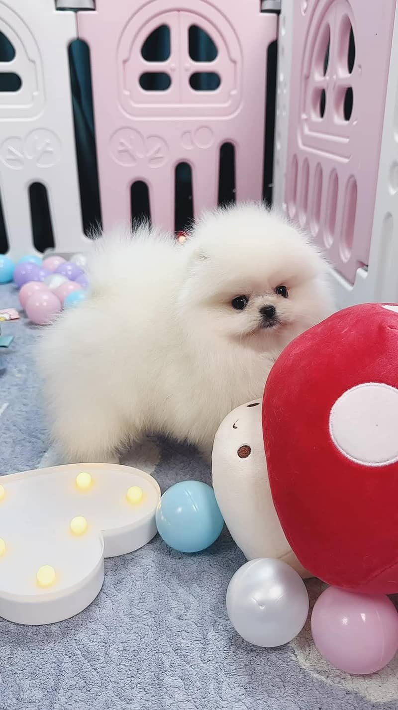 teacup pomeranian Puppy for sale | high quality Dog 8