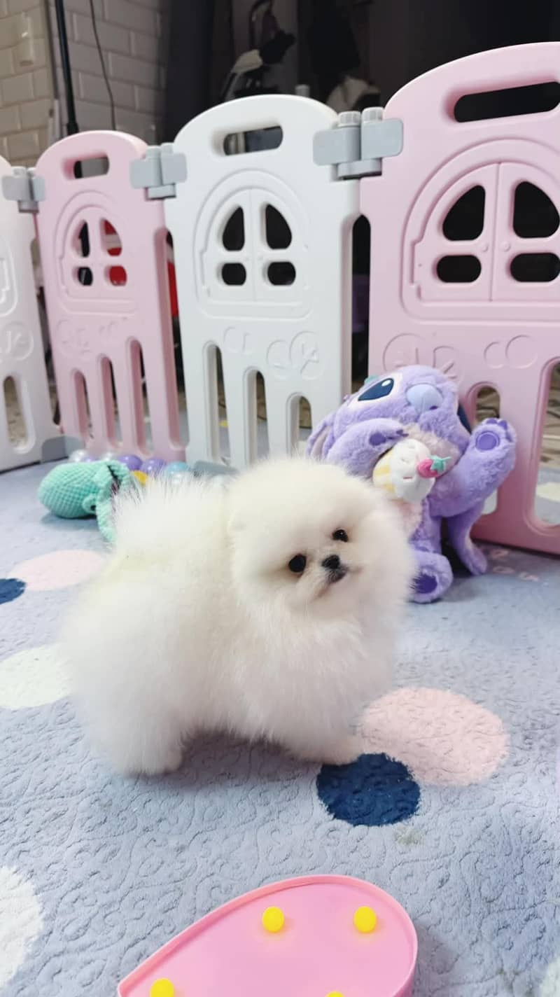 teacup pomeranian Puppy for sale | high quality Dog 9