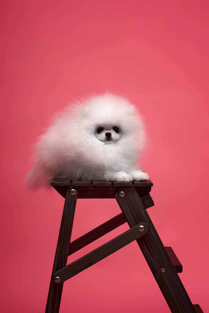 teacup pomeranian Puppy for sale | high quality Dog 10