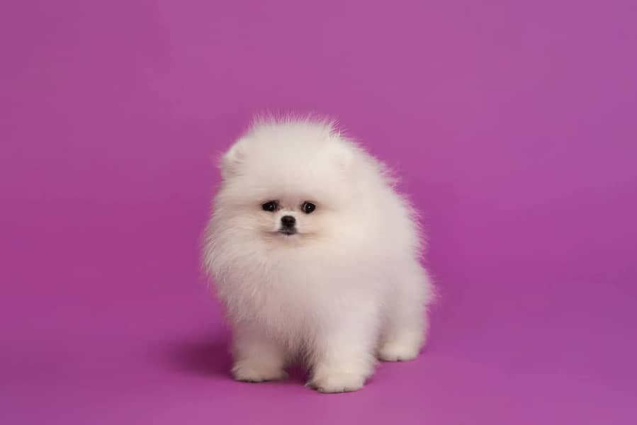 teacup pomeranian Puppy for sale | high quality Dog 11