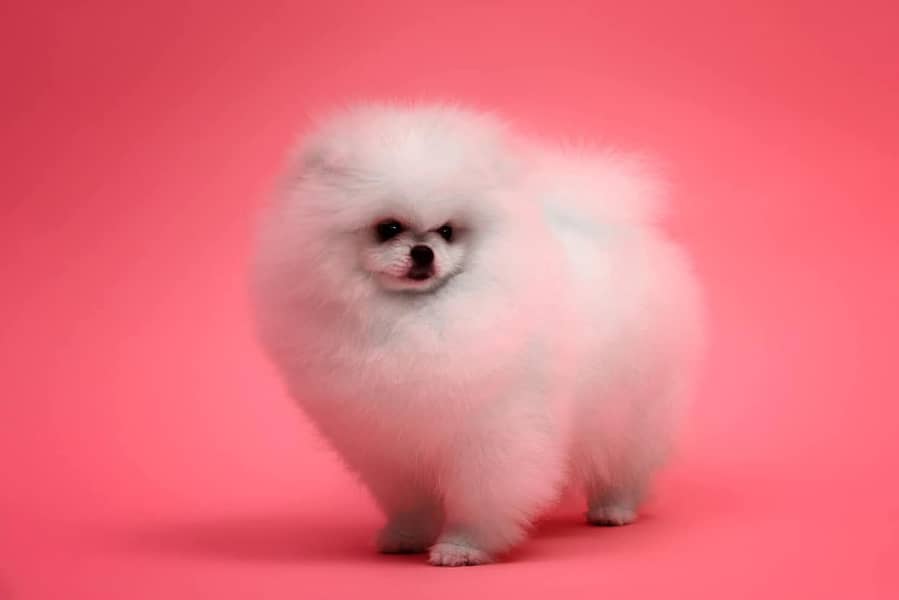 teacup pomeranian Puppy for sale | high quality Dog 12