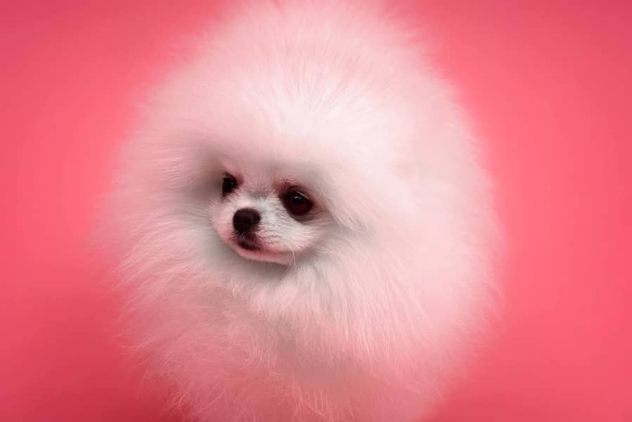 teacup pomeranian Puppy for sale | high quality Dog 13