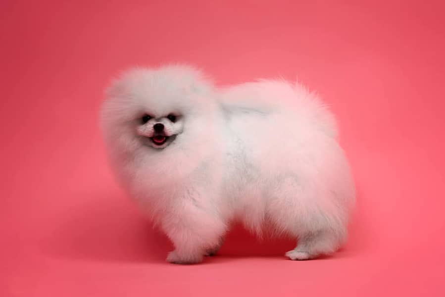 teacup pomeranian Puppy for sale | high quality Dog 14