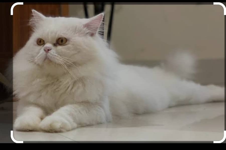 Persian Triple Coated Male Cat 0