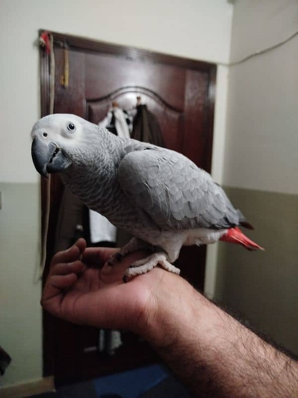 African Grey / African Parrots /  african grey  / parrot 5