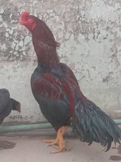 breeder lakha murga for sale