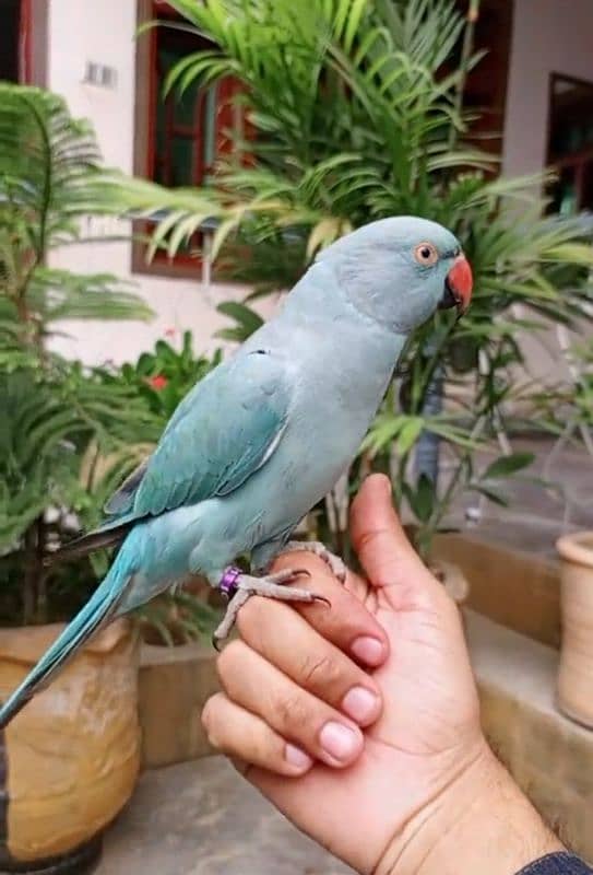 raw or blue parrot hand tamed 0321-8871406 4