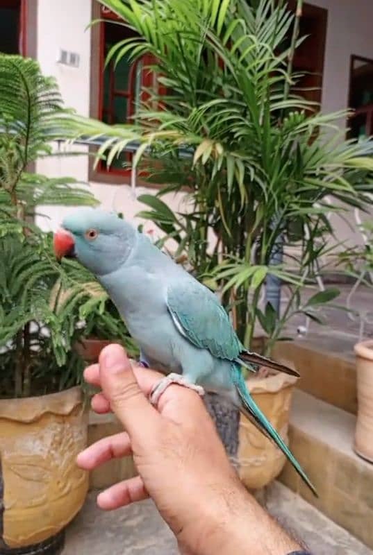 raw or blue parrot hand tamed 0321-8871406 5