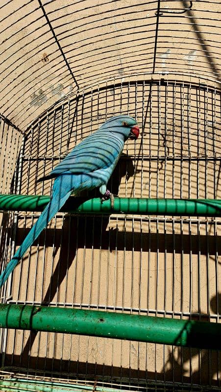 raw or blue parrot hand tamed 0321-8871406 7