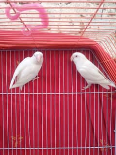 Albino Red eyes pair