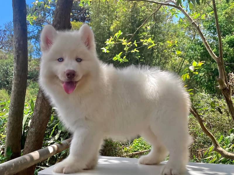 white Siberian husky | white husky puppy | Dog 0