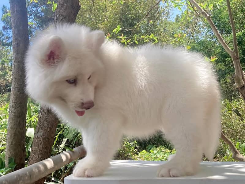 white Siberian husky | white husky puppy | Dog 1