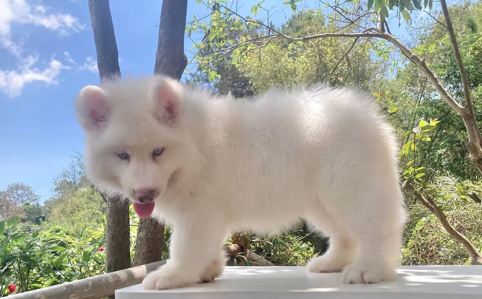 white Siberian husky | white husky puppy | Dog 2