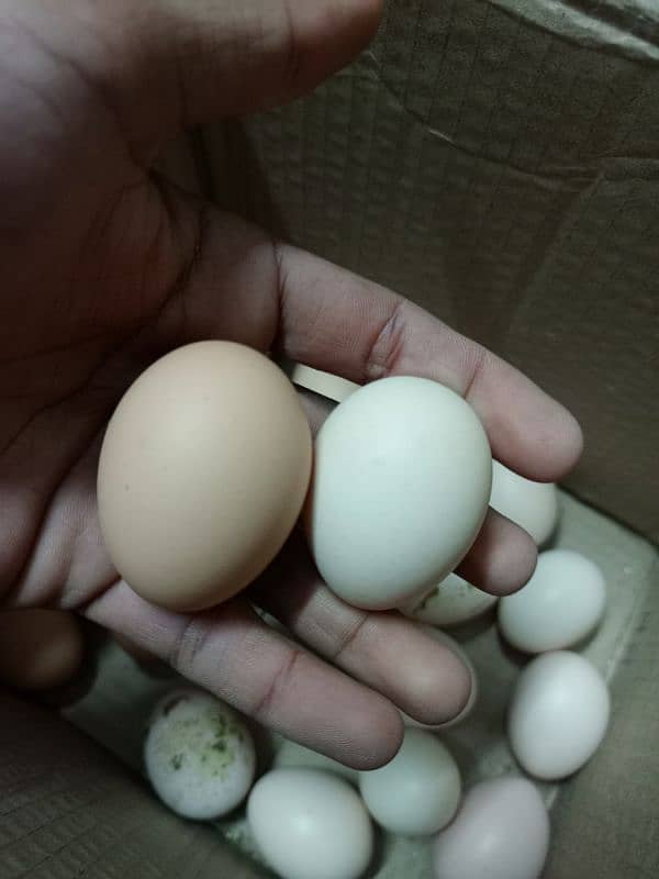 Desi anda ( Desi Eggs) 2