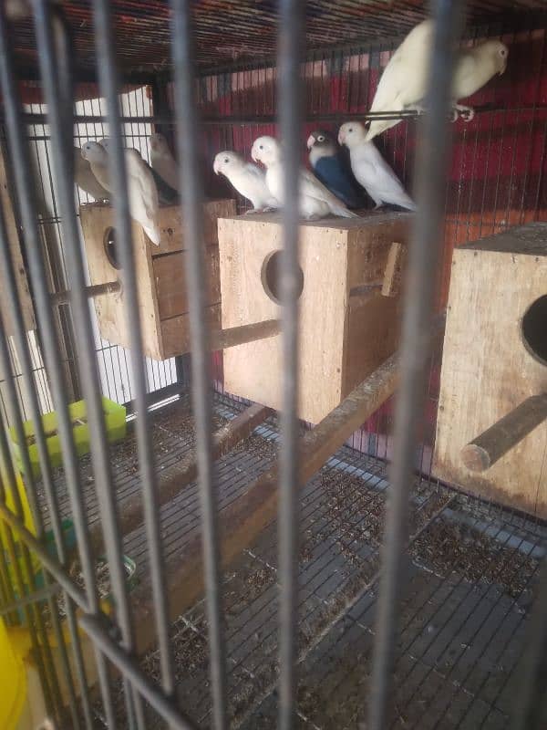 Albino Love Birds For Salr 2