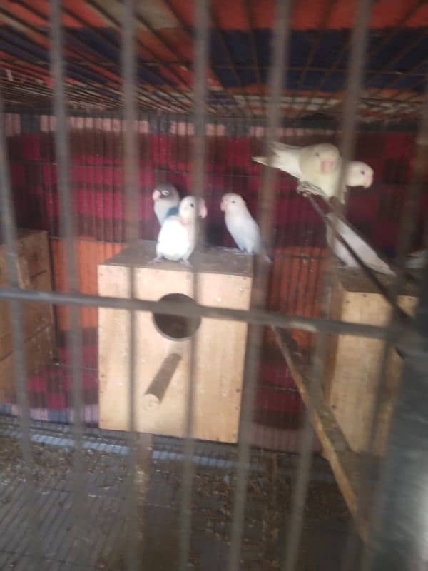 Albino Love Birds For Salr 5