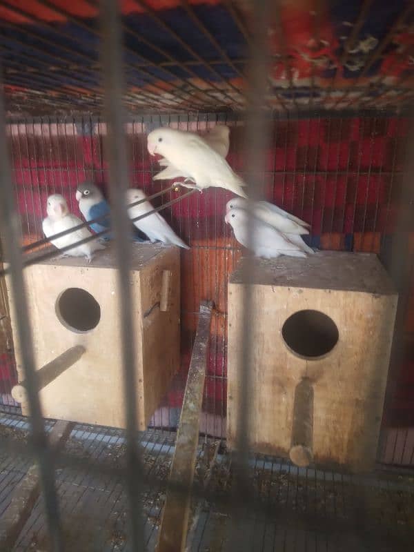 Albino Love Birds For Salr 6