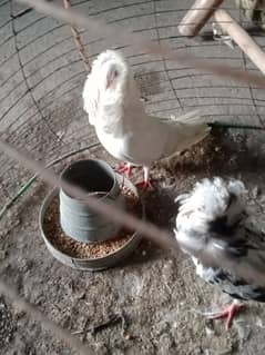 healthy and active Jacobin pigeon pair