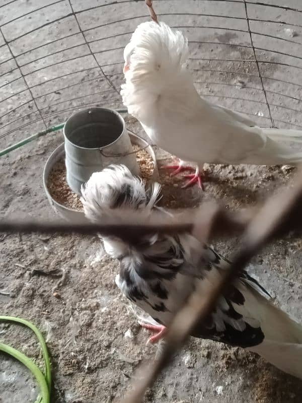 healthy and active Jacobin pigeon pair 1