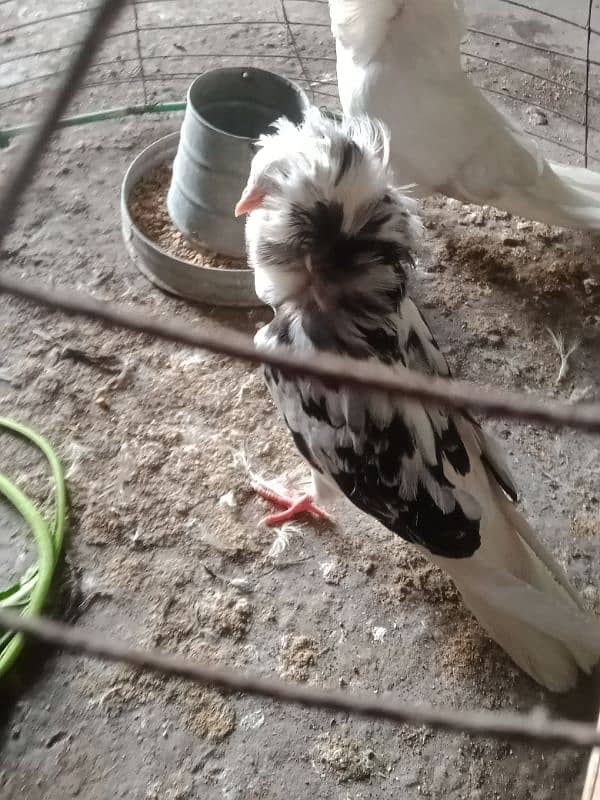 healthy and active Jacobin pigeon pair 3