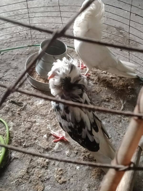 healthy and active Jacobin pigeon pair 4