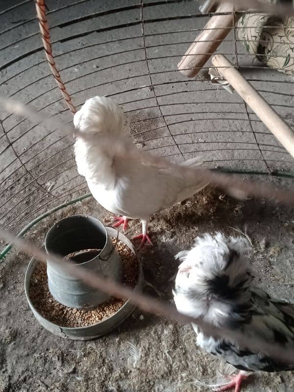 healthy and active Jacobin pigeon pair 5