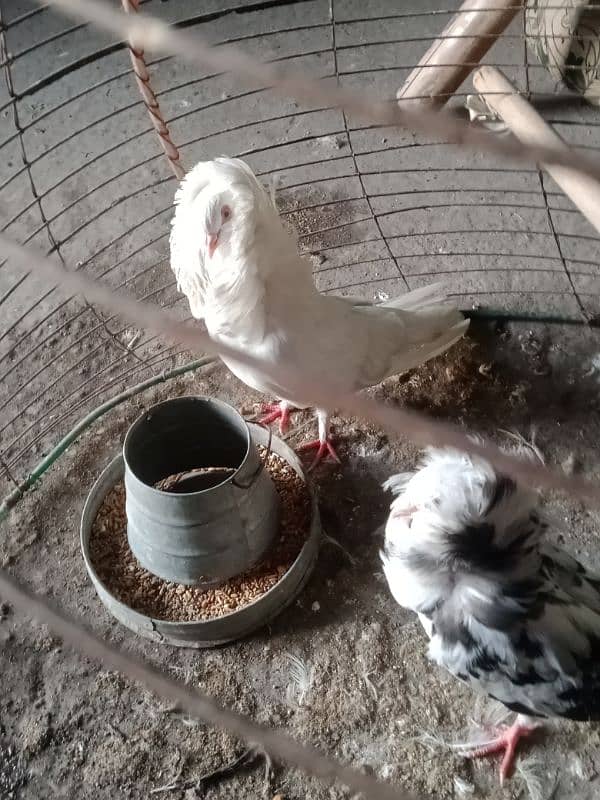 healthy and active Jacobin pigeon pair 6