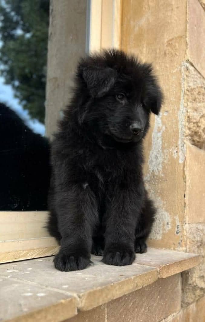 Black shepherd Puppy | Puppy | Dog for sale 2