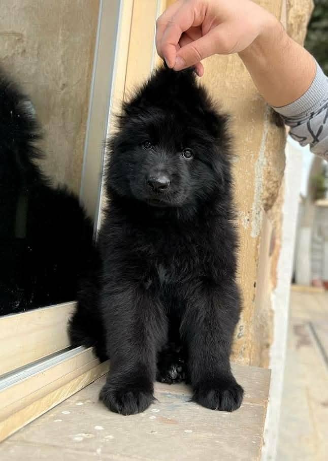 Black shepherd Puppy | Puppy | Dog for sale 0