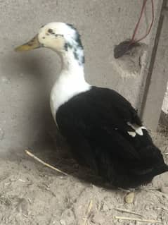 duck for sale