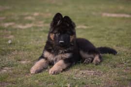 German shepherd | Puppy | GSD | Dog for sale | black and tane