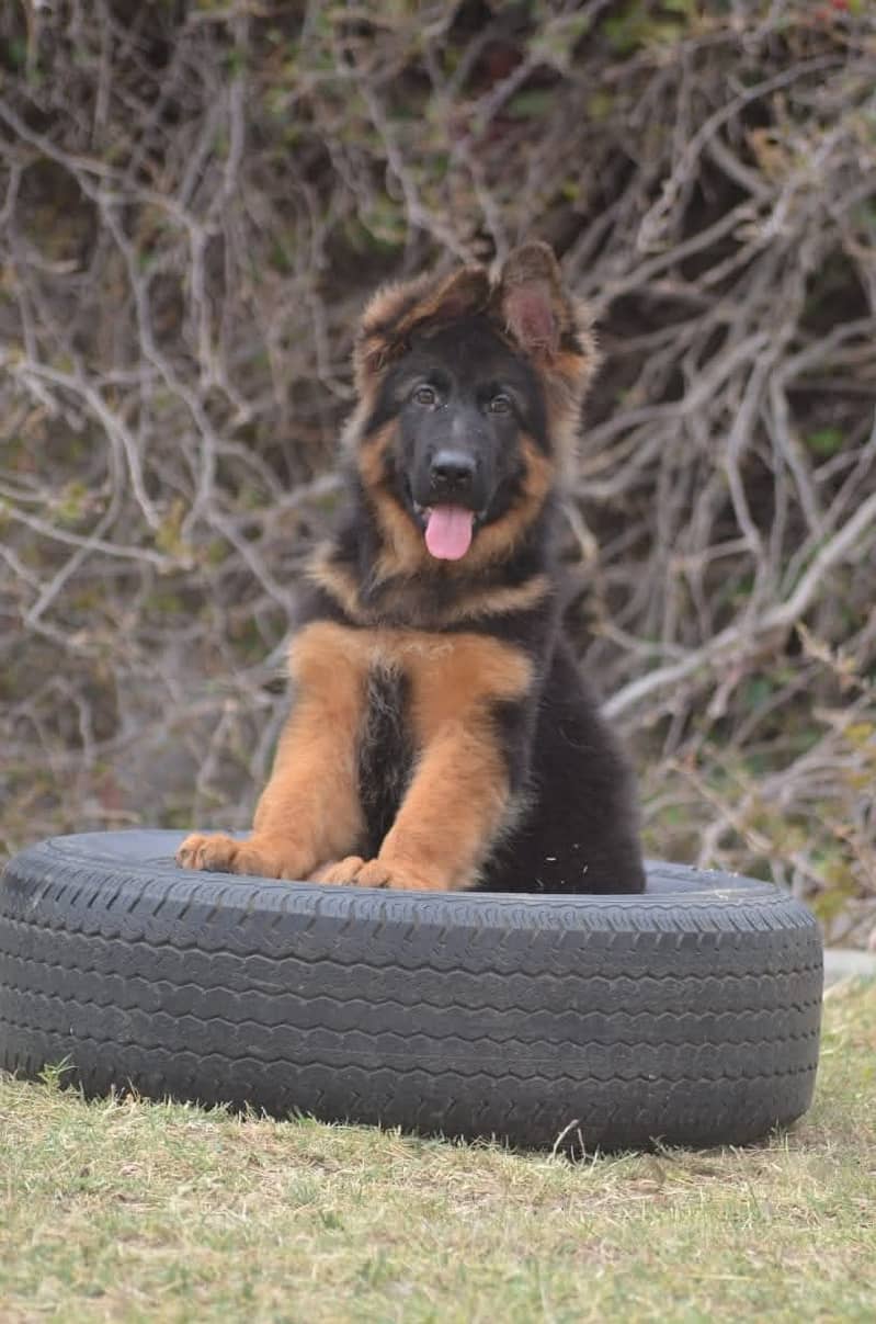 German shepherd | Puppy | GSD | Dog for sale | black and tane 1